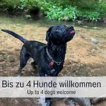 Tatil Evi Huettenchalet Waldschatz Mit Sauna, Kamin Und Eingezaeunt